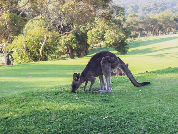 Kanagroos in Anglesea 